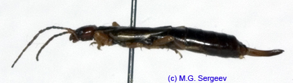 Forficula_auricularia_f_1126 copy